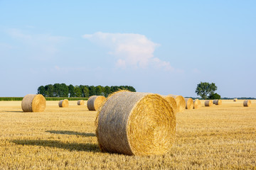 Round bales of straw scattered at sunset in a field of wheat recently harvested in the french countryside.