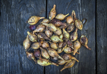 natural food, yellow dirty onion, from the garden, on a wooden table