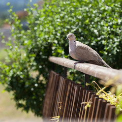 Obraz premium Tourterelle posée sur une barrière