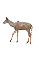 Fototapeta na wymiar Nyala deer isolated on white background