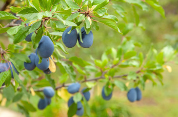 Blue plums grow on a tree with green leaves