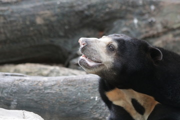 Black Malayan Sun Bear