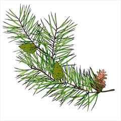 Fir branch with cones for design of works on the theme of the New Year and Christmas