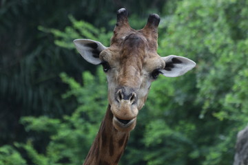 Close Up Giraffe's Face