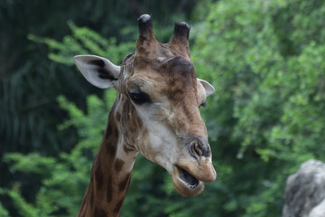 Close Up Giraffe's Face