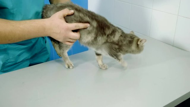 The veterinarian orthopedist examining tabby gray cat in a veterinary clinic. 4K