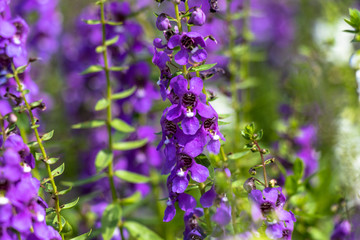 delphinium. a popular garden plant of the buttercup family that bears tall spikes of purple flowers.