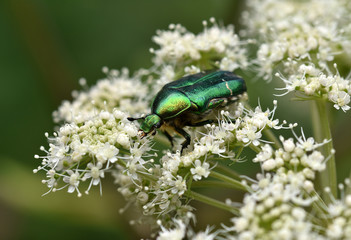 Goldglaenzender Rosenkaefer, Cetoniinae, Cetonia aurata,