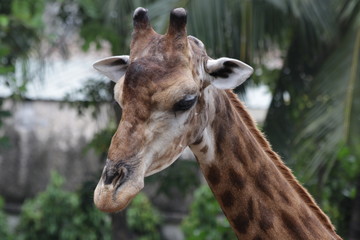 Naklejka na ściany i meble Close-up funny Giraffe's Face