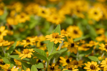 Melanpodium blooming in the flowerbed of the park in Funabashi City, Chiba Prefecture, Japan