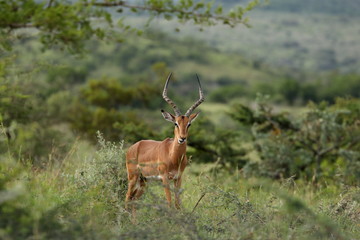 Male Impala, Kruger National Park