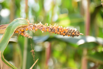 corn with dry deformation during dry summer, diseased and deformed corn cob in late summer