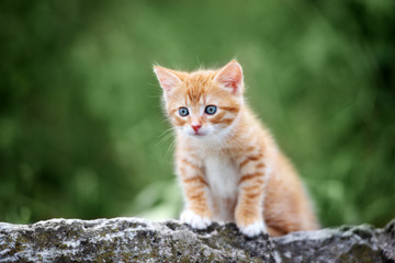 Naklejka na ściany i meble adorable kitten posing outdoors in summer