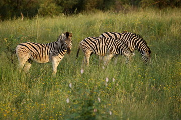 Fototapeta premium Zebra Family, Kruger National Park