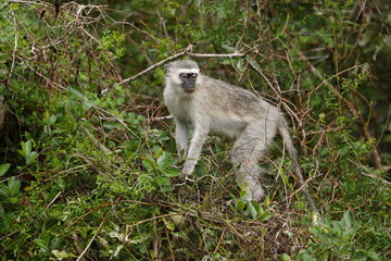 Monkey, Kruger National Park