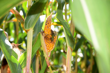 close-up of diseased maize cob, diseased and deformed corn cob in late summer