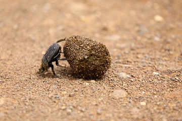 scarab, Kruger National Park