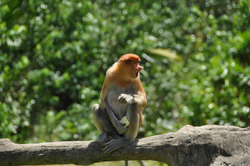 Proboscis monkeys on Borneo