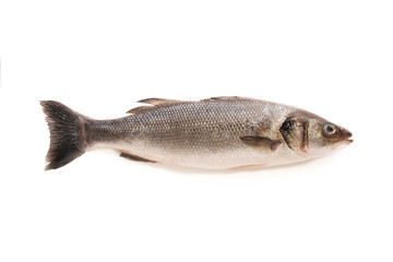 Obraz premium seabass fish isolated on white background