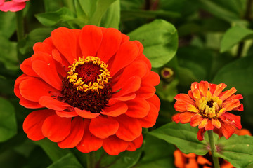 Zinnie, Zinnia, Blüte Nahansicht