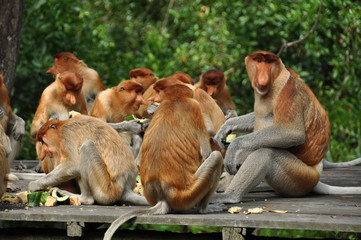 Proboscis monkeys on Borneo