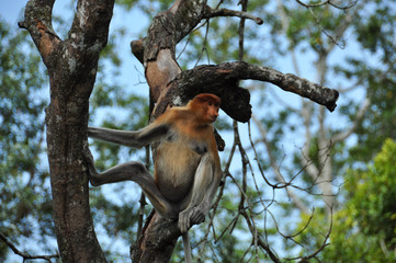 Proboscis monkeys on Borneo