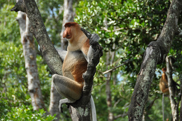 Proboscis monkeys on Borneo