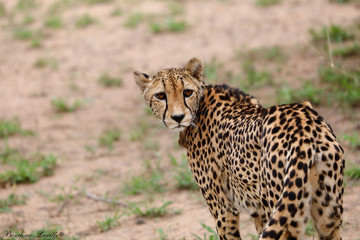 Female Cheetah, Kruger National Park