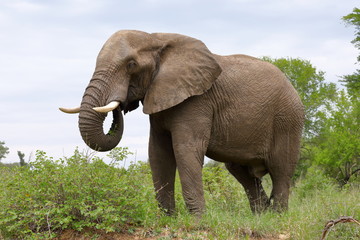 Fototapeta na wymiar Male Elephant, Kruger National Park