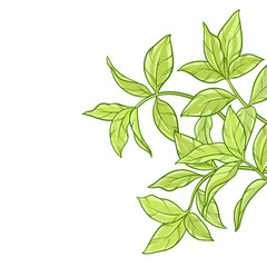 tea leaves background