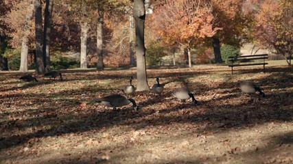 Geese Forage through Park in Autumn - Powered by Adobe