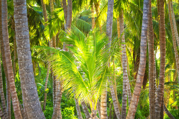 Palms Green Tree