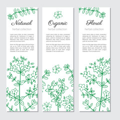 Collection vertical banner, card, label for package cosmetic, medicine, tea with Hypericum, St. John's wort or Hartheu branch vector sketch hand drawn healing herb isolated on white, Tutsan herbs