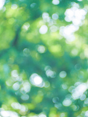 Fototapeta premium イルミネーション<illumination>