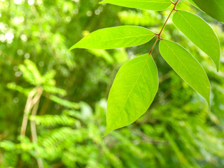 Natural green plants background or wallpaper
