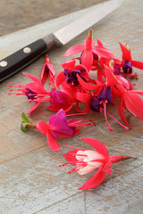 edible plant flower decoration