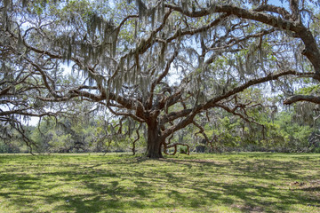 Live Oak Tree, Cumberland Island, Georgia