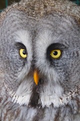 Portrait of a Great Grey Owl 