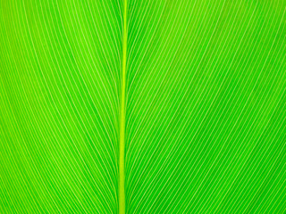 Abstract green leaf texture background