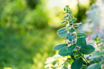 Flowering plant peppermint in the summer garden.