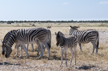 Fototapeta na wymiar Group of zebras / Herd of zebras, looking at camera, Etosha National Park.