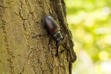 Stag Beetle (Lucanus cervus) on the tree branch.