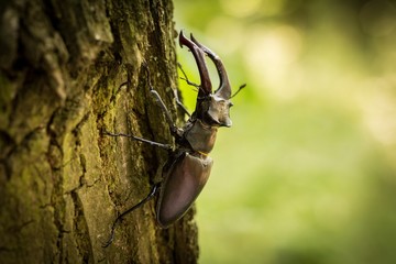 Stag Beetle (Lucanus cervus) on the tree branch.