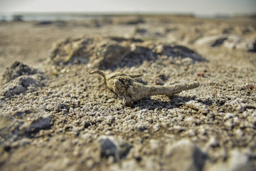Surface of the land in Miramar, Cordoba, Argentina. Place that was under salty water for a long time a now you can see the petrified salty remains of plants and animals