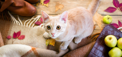 Cozy home or hygge concept. Red plaid, cute cat, shoes, bag and apples. Still life. Long banner