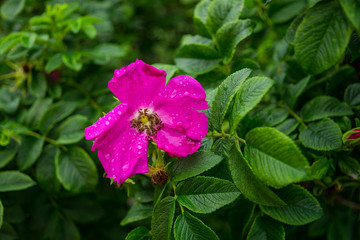 The rose hip blooms in the garden
