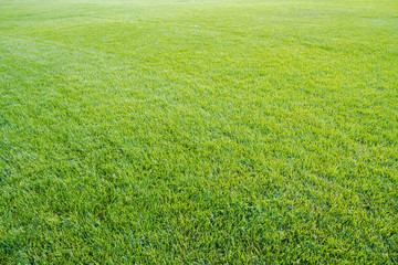 Green lawn with cropped grass.