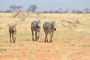 Fototapeta na wymiar Famiglia di zebre africane