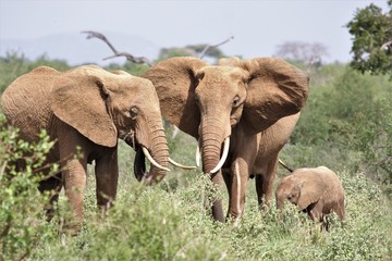 Fototapeta na wymiar Famiglia di elefanti 