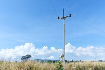 Obraz premium elctric pole on blue sky in countryside
